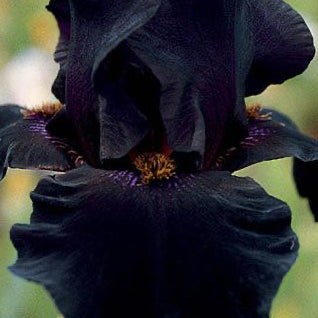 The Milla Dress Black