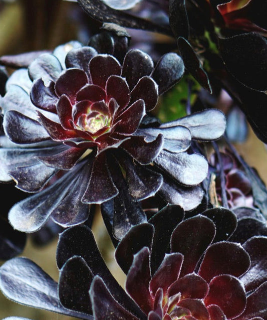 The Lilly Dress Black