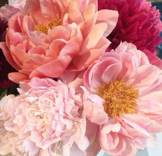 Night Vision Sunglasses Pink