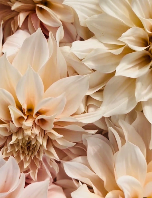 The Lilly Dress Creme