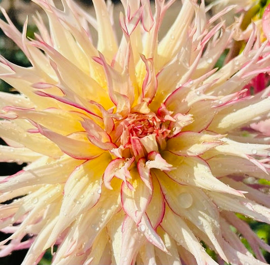 The Maria Dress Beige